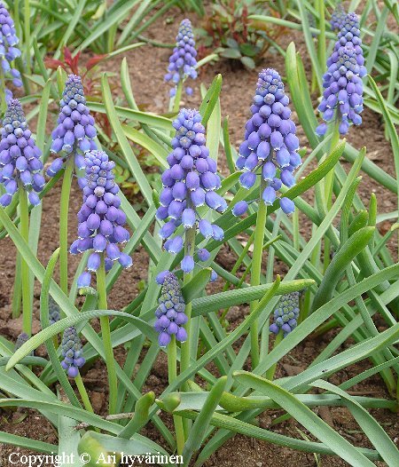 Muscari armeniacum